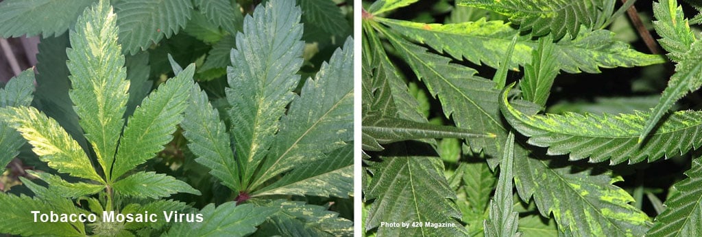 Tobacco-Mosaic-Virus-leaf-disform-shape-colours-white-yellow-sick