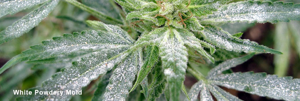 White-Powdery-Mold-on-leaves-cannabis-plants