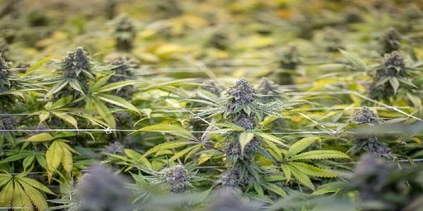 Growing Auto Flower Marijuana: A Comprehensive Guide 12
