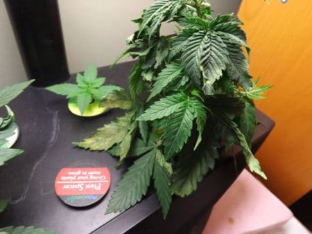 Root Rot 4 Cannabis plant in an Aerogarden with root rot (DWC / Hydroponics)