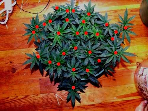 How To ScrOG Cannabis Plants: Full Tutorial 27 www.paramountseedfarms.com