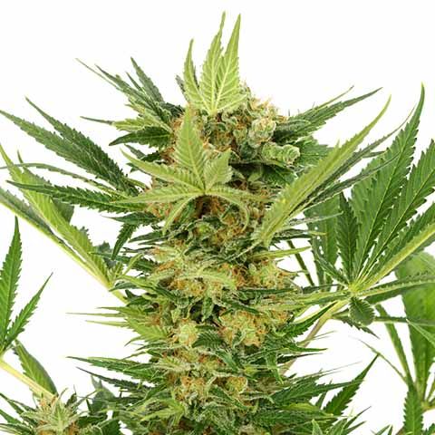 AK-47 Strain Guide: Aroma, Effects, and Reviews 1