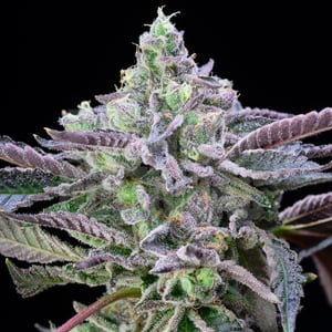 Alien Cookies Strain Guide - Effects and Growth Tips 1
