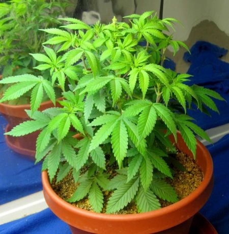 Nitrogen Deficiency 1 www.paramountseedfarms.com