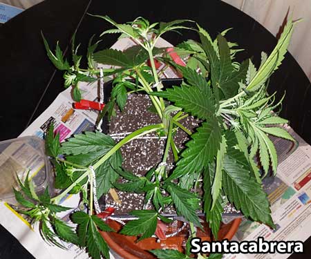 Cannabis Low Stress Training (LST): Complete Guide 17 How to LST an auto-flowering plant picture by Santacabrera