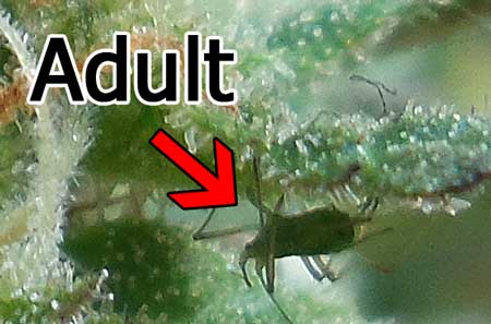 Adult aphid on cannabis plant