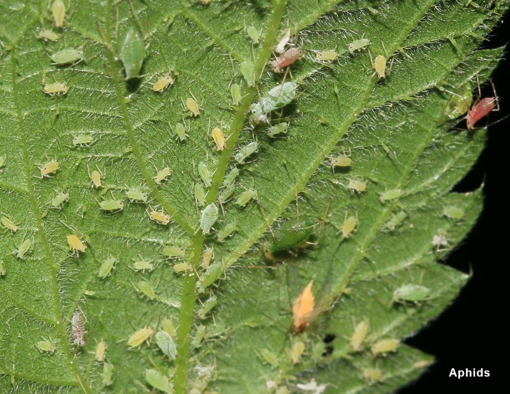 aphids-on-cannabis-pests-info