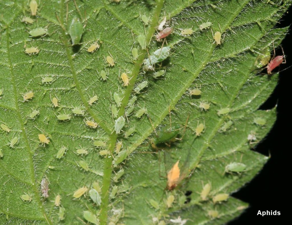Cannabis Pests and Diseases: 2024 Visual Guide 2 aphids-on-cannabis-pests-info