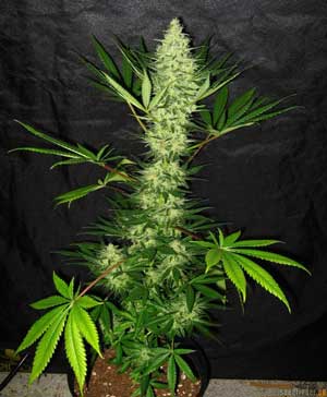 How To Grow Cannabis with Sea of Green (SoG) Method 16 sea of green single plant outside of sea