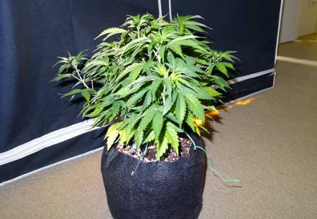 Cannabis Low Stress Training (LST): Complete Guide 10 If any colas are getting taller than the others on your marijuana plant like this....
