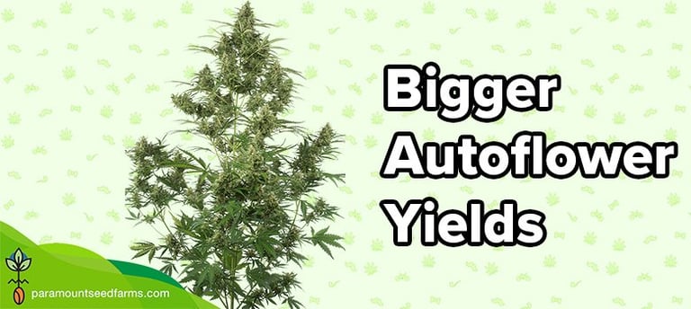 How to Get Bigger Yields From Autoflowers - Increase Autoflower Yields 7