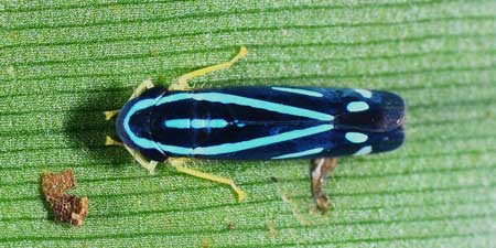 Crazy colored leaf hopper with a black and bright blue back with bright yellow legs on a leaf - get rid of this common pest in your marijuana garden!