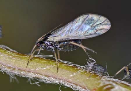 A dark winged aphid ("blackfly" aphid) hanging out on a leaf, trying to start an infestation!