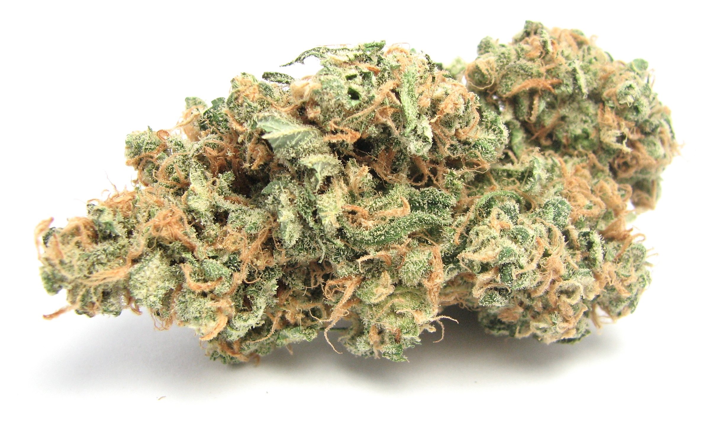 115 Best Weed Strains of All Time 40 weed strain image