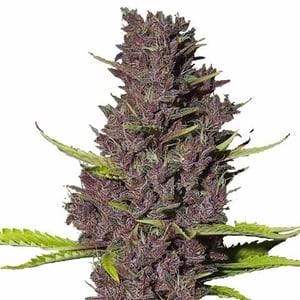 Blue Dream Strain Guide: Effects, Growth & Uses 1