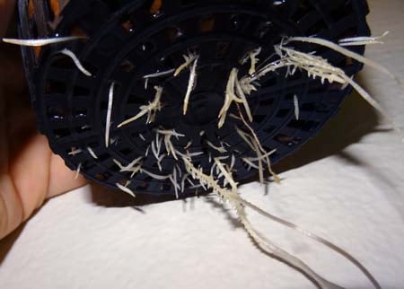 Root Rot 6 Example of the roots of a hydroponic marijuana plant with the first sign of root rot