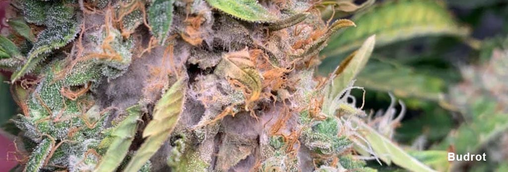 Blogs/budrot-in-cannabis-mold-wet-cold-cannabis