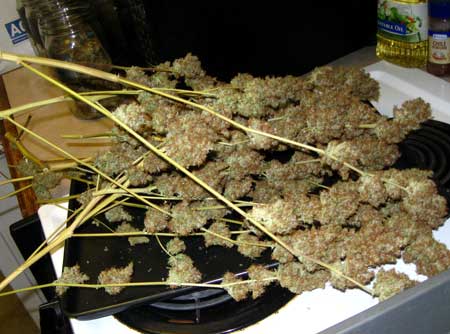 Manifolding Cannabis Plants - Training Technique: Tutorial 54 www.paramountseedfarms.com