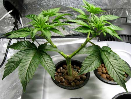 Manifolding Cannabis Plants - Training Technique: Tutorial 16