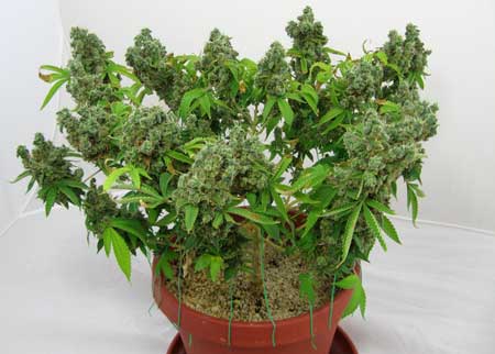 Cannabis Defoliation Tutorial: How to Increase Yields Removing Leaves 21 www.paramountseedfarms.com