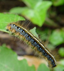 Caterpillars can be a cannabis grower's worst enemy!