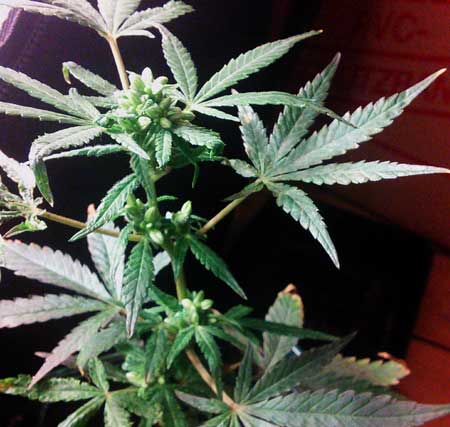 create feminized weed seeds