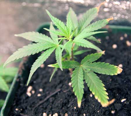 pollinated marijuana bud