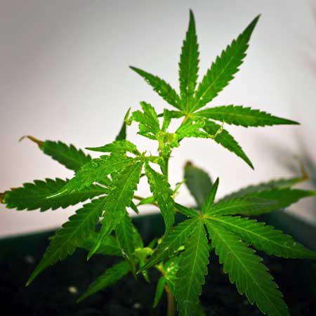 How to Make Feminized Seeds 12 create feminized marijuana seeds