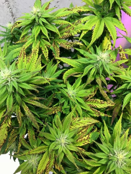 Light Burn or Light Stress 3 Example of light burn on a cannabis plant caused by the LED grow light being kept too close