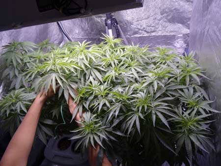 Cannabis Low Stress Training (LST): Complete Guide 22 Example of cannabis low stress training in action!