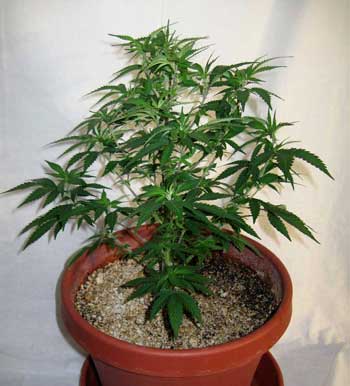 Cannabis Defoliation Tutorial: How to Increase Yields Removing Leaves 28 www.paramountseedfarms.com