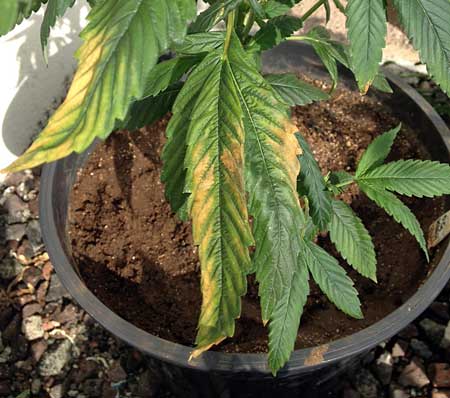 Potassium Deficiency 1 The yellow and brown leaves are showing the signs of a marijuana potassium deficiency