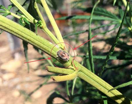 Example of a scale insect (barnacle that looks like a dark mealybug) on a cannabis plant