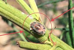 If you have a bug that looks like a mealybug, but it's dark and doesn't move around, you actually have scales