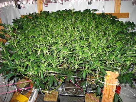 How To ScrOG Cannabis Plants: Full Tutorial 8 www.paramountseedfarms.com