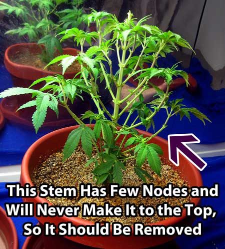 Cannabis Defoliation Tutorial: How to Increase Yields Removing Leaves 32 www.paramountseedfarms.com