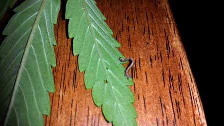 Example of an inch worm / caterpillar on a cannabis leaf. You can even see a hole in the leaf where it was eating! Grrrrrr