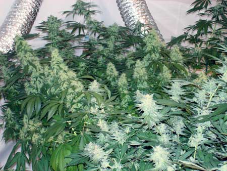 Cannabis Plant Training Techniques: Complete Guide 5 www.paramountseedfarms.com