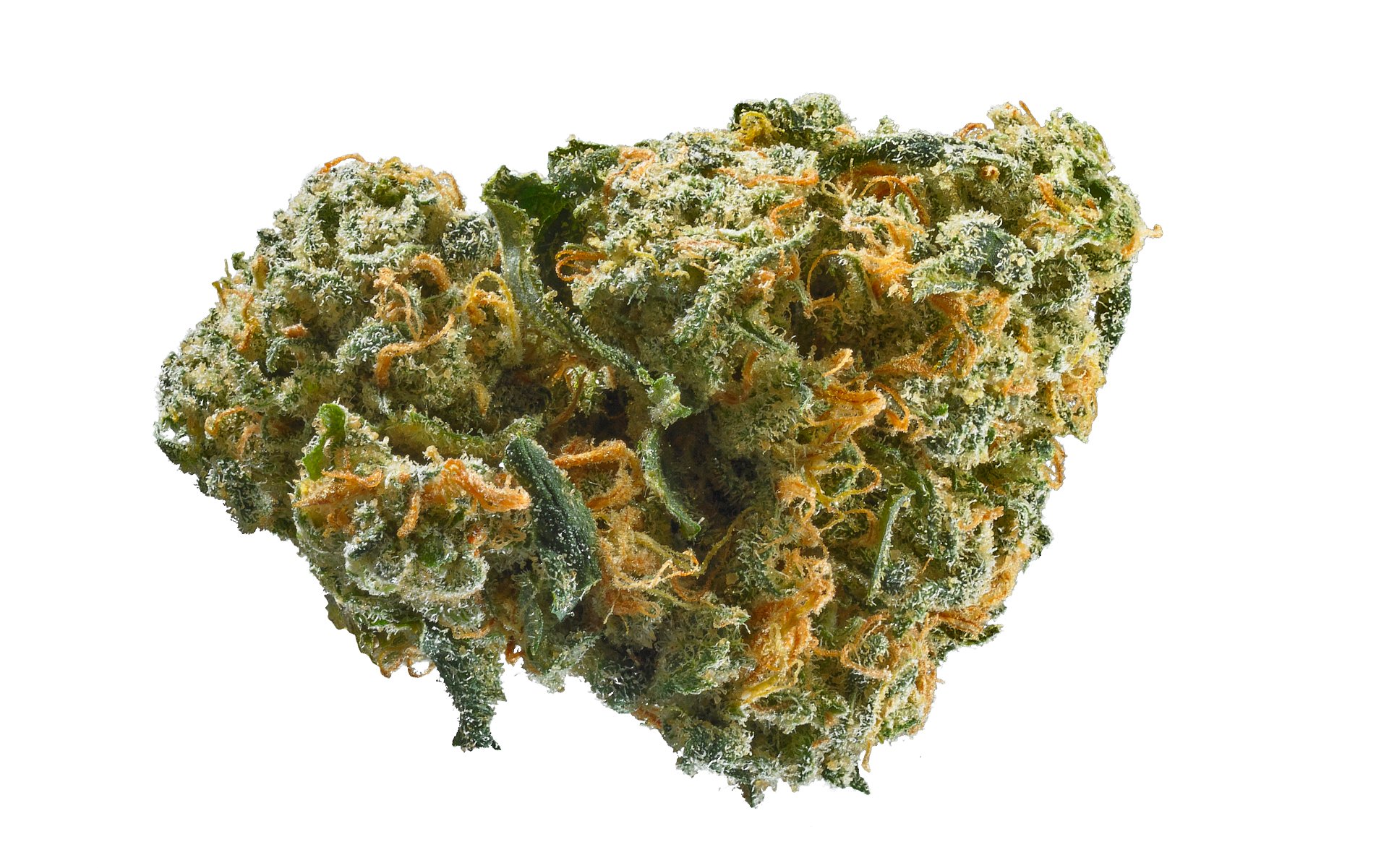 115 Best Weed Strains of All Time 16 weed strain image