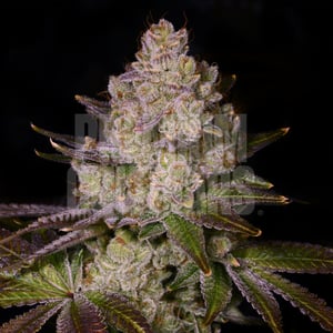 Cherry Pie Strain Review: Aroma, Effects & Tips 1