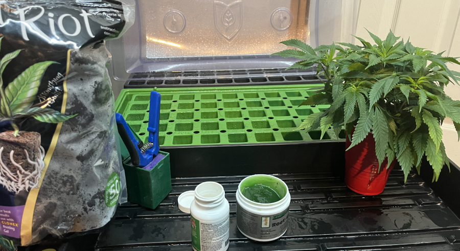 Marijuana Cloning Guide - How to Clone Cannabis Marijuana Cloning Guide - How to Clone Cannabis