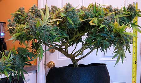 Cannabis Low Stress Training (LST): Complete Guide 6 Highly LST'ed plant - view from side
