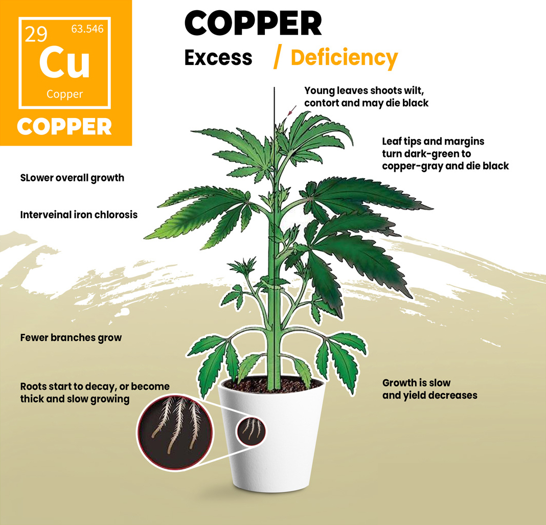 Cannabis Copper Deficiency Visual Guide Cannabis Copper Deficiency Visual Guide