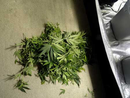 Cannabis Defoliation Tutorial: How to Increase Yields Removing Leaves 39 www.paramountseedfarms.com