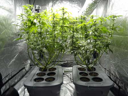 Cannabis Defoliation Tutorial: How to Increase Yields Removing Leaves 38 www.paramountseedfarms.com