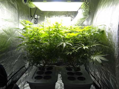 Cannabis Defoliation Tutorial: How to Increase Yields Removing Leaves 36 www.paramountseedfarms.com