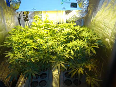 Cannabis Defoliation Tutorial: How to Increase Yields Removing Leaves 37 www.paramountseedfarms.com