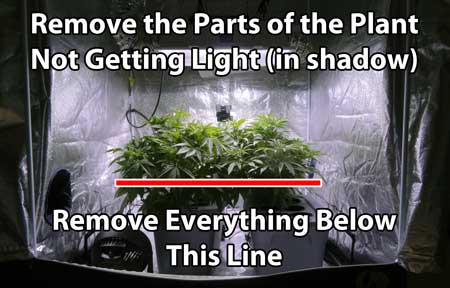 Cannabis Defoliation Tutorial: How to Increase Yields Removing Leaves 31 www.paramountseedfarms.com