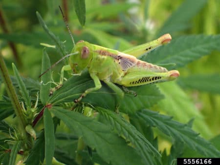 Example of the differential grasshopper (Melanoplus differentialis) on a cannabis plant