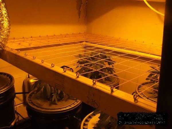 How To ScrOG Cannabis Plants: Full Tutorial 10 www.paramountseedfarms.com
